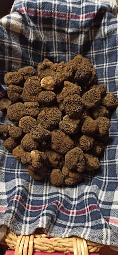 Truffle